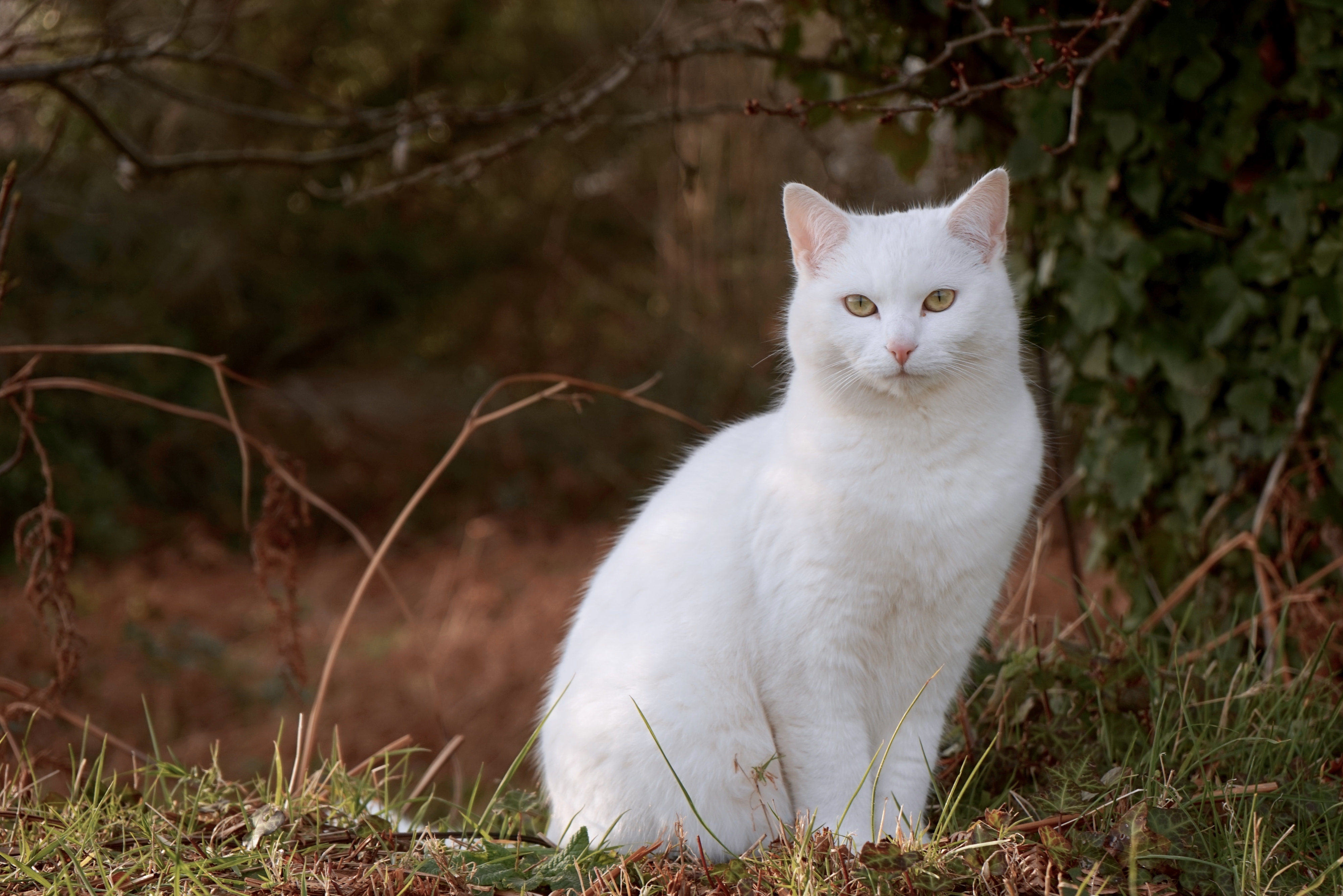 White cat sitting on a forest path