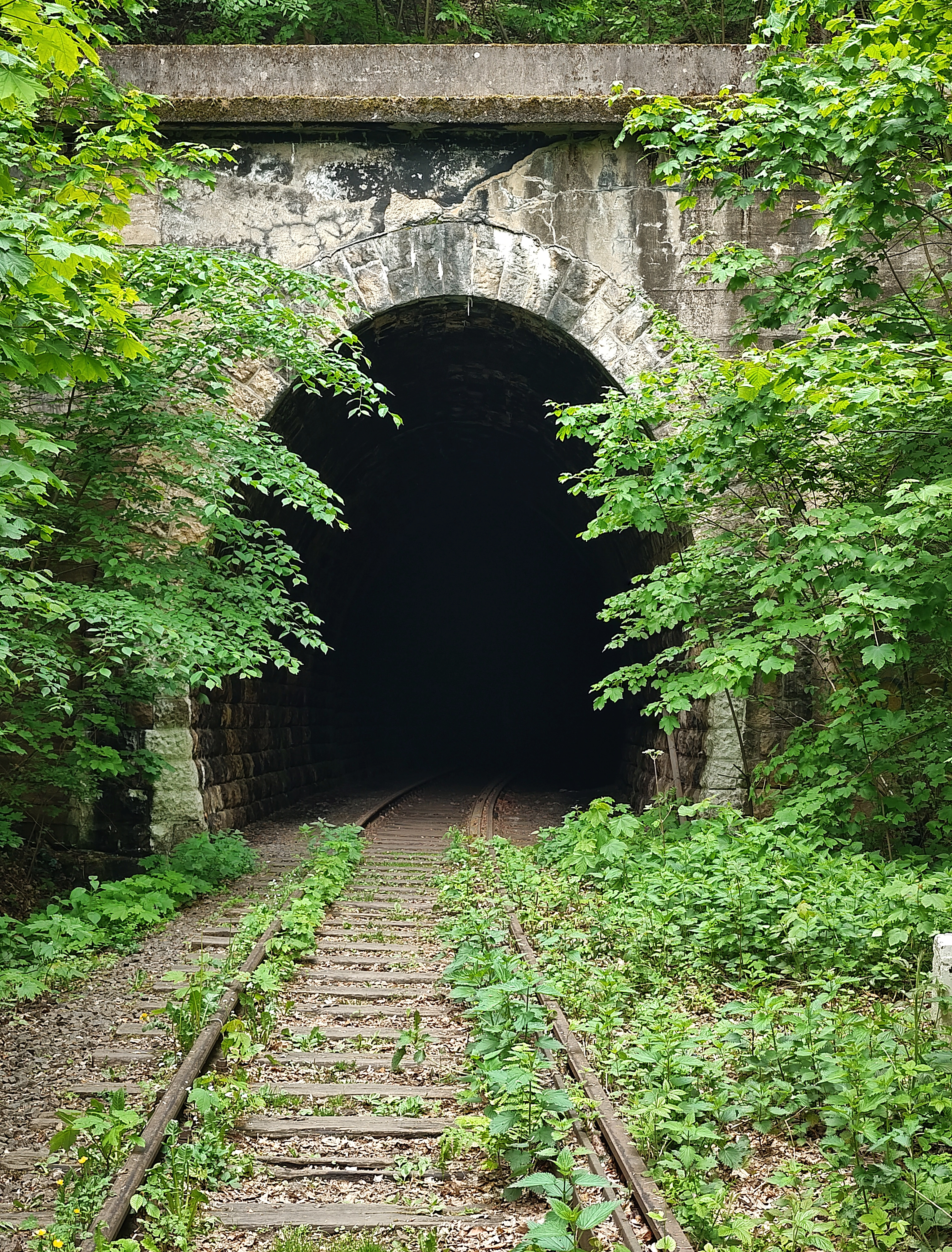 A railroad tunnel with overgrown tracks