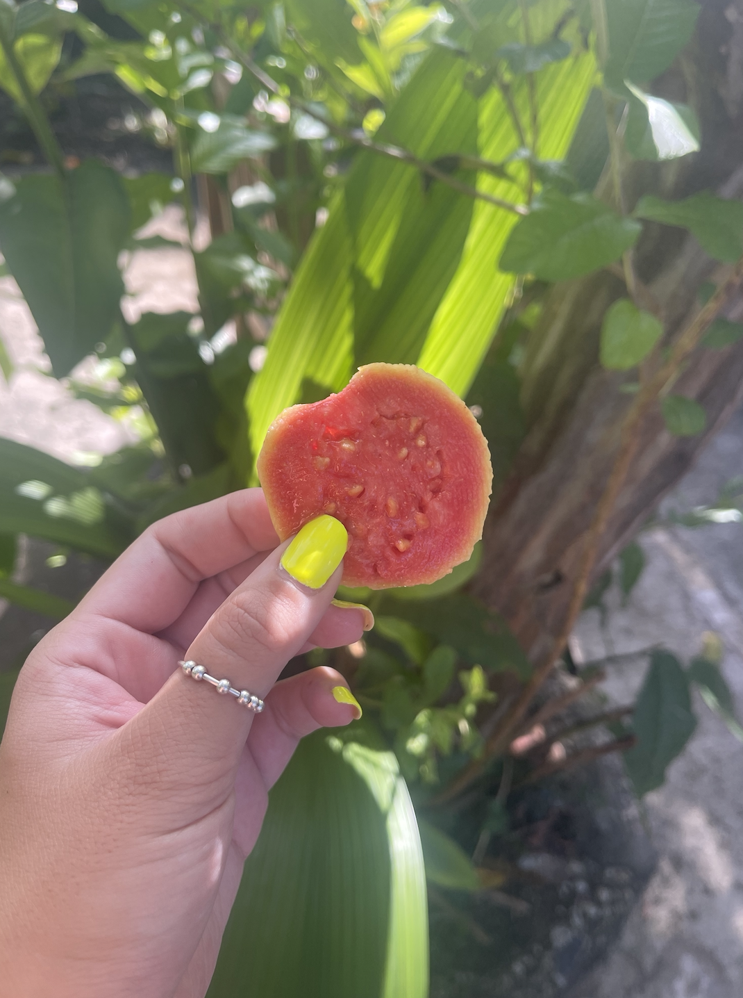 A hand holding a piece of guava