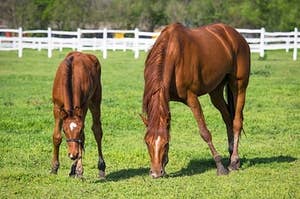Two brown horses grazing in a field