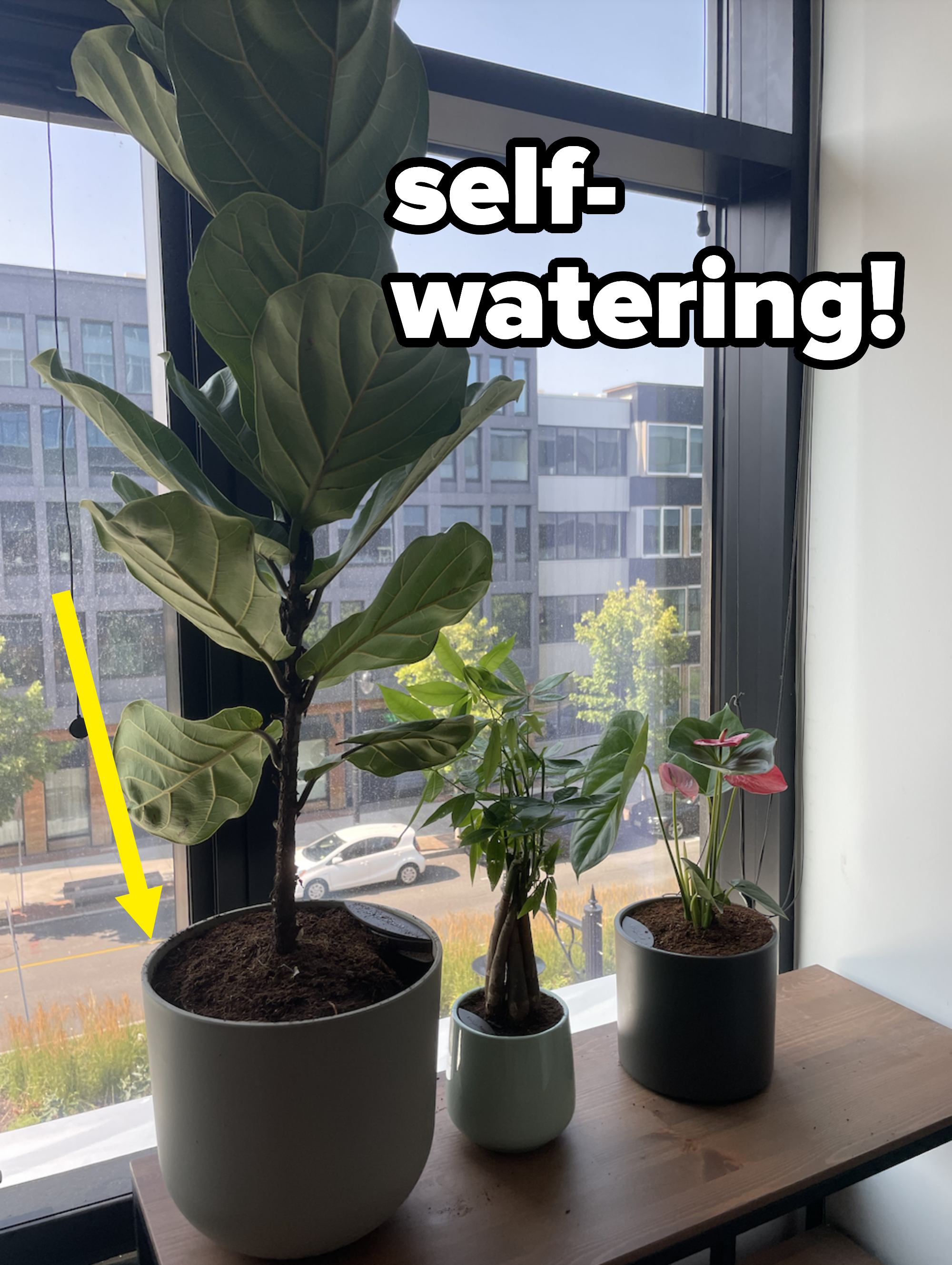 Three plants varying in size next to a window
