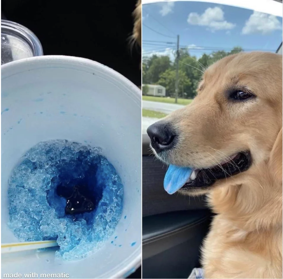 A dog with a blue tongue sits in a car, next to a cup of blue slushie, suggesting it tasted the drink