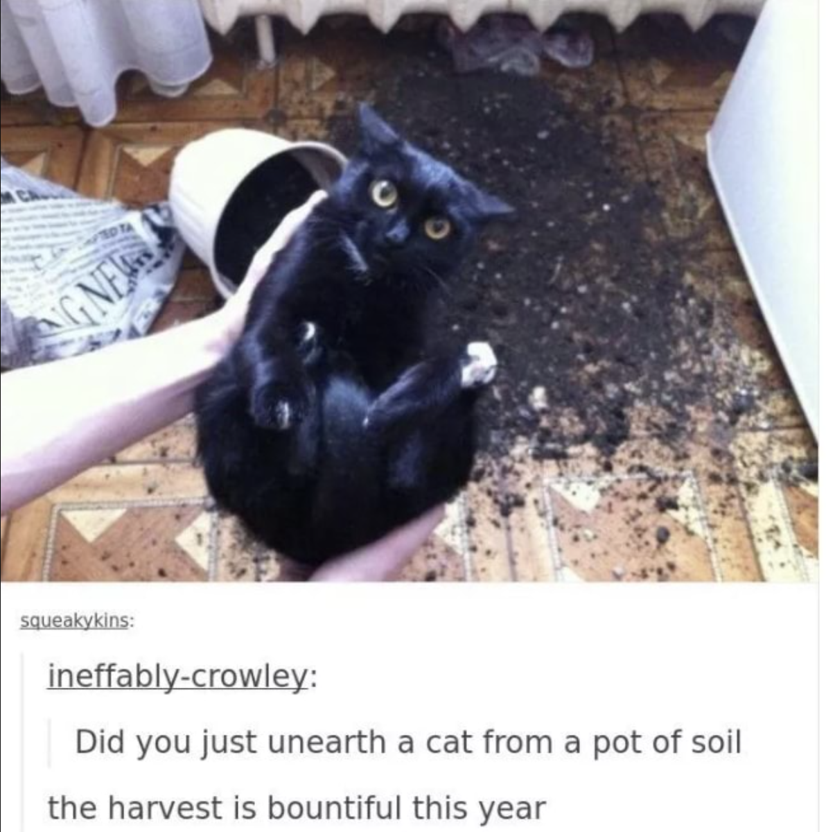A cat being held above an overturned plant pot with soil all over the floor, with caption &quot;Did you just unearth a cat from a pot of soil&quot; &quot;the harvest is bountiful this year&quot;