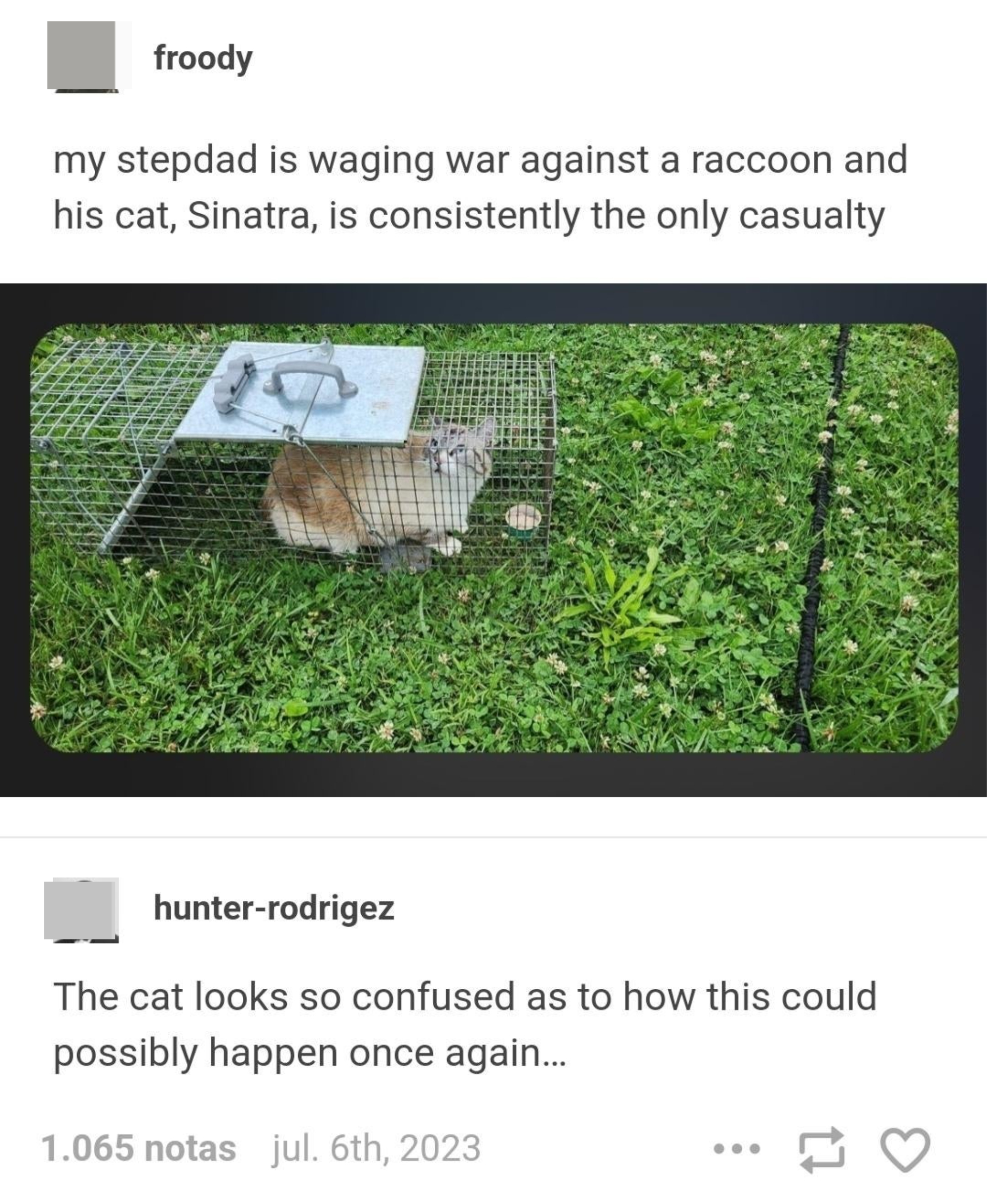 Cat is in a cage trap outdoors, with comment &quot;my stepdad is waging war against a raccoon and his cat Sinatra is consistently the only casualty&quot; response: &quot;The cat looks so confused as to how this could possibly happen once again&quot;
