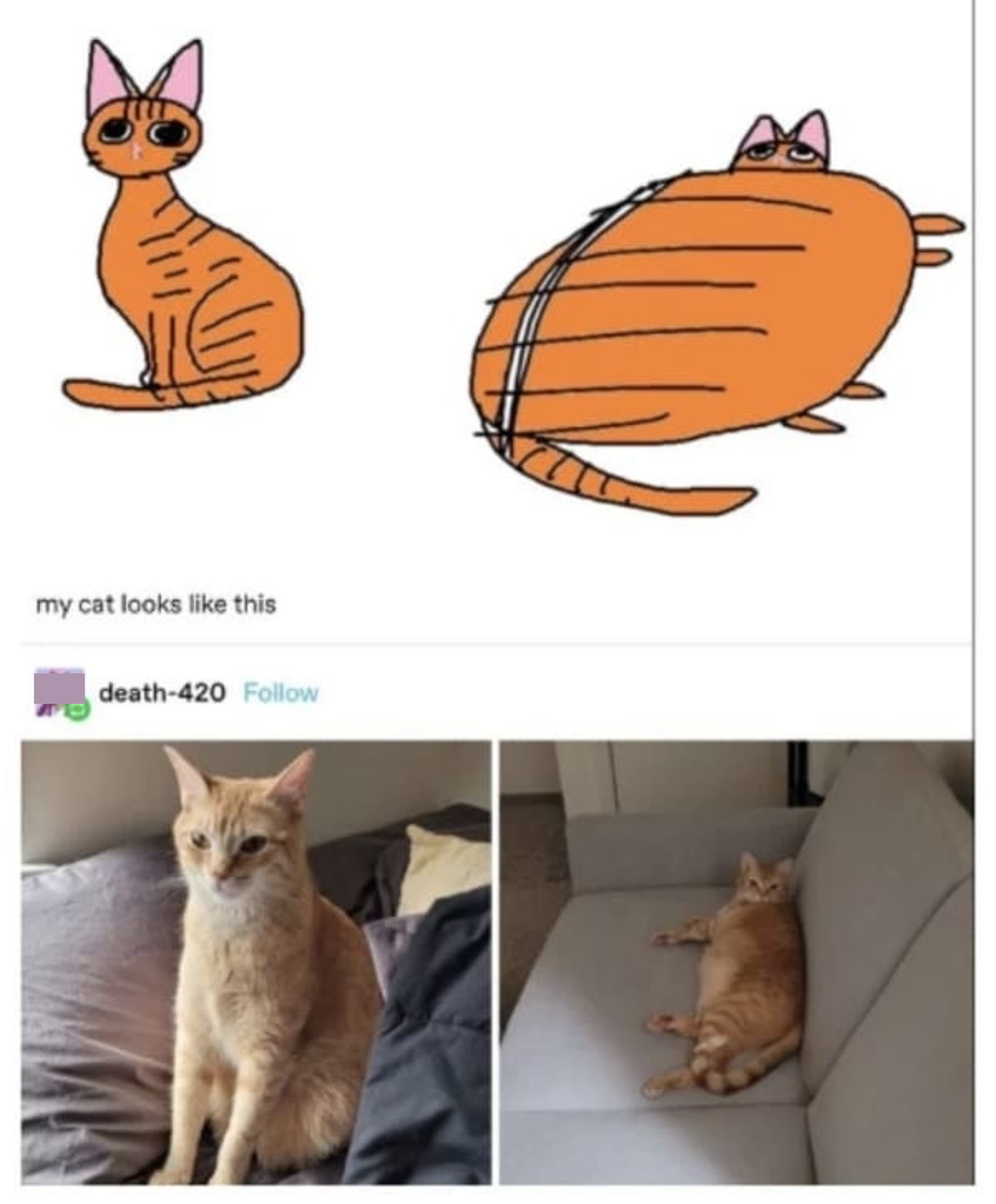 Illustration of an orange tabby cat sitting up and on its side, with caption &quot;my cat looks like this,&quot; and then photo of an orange tabby in the same positions