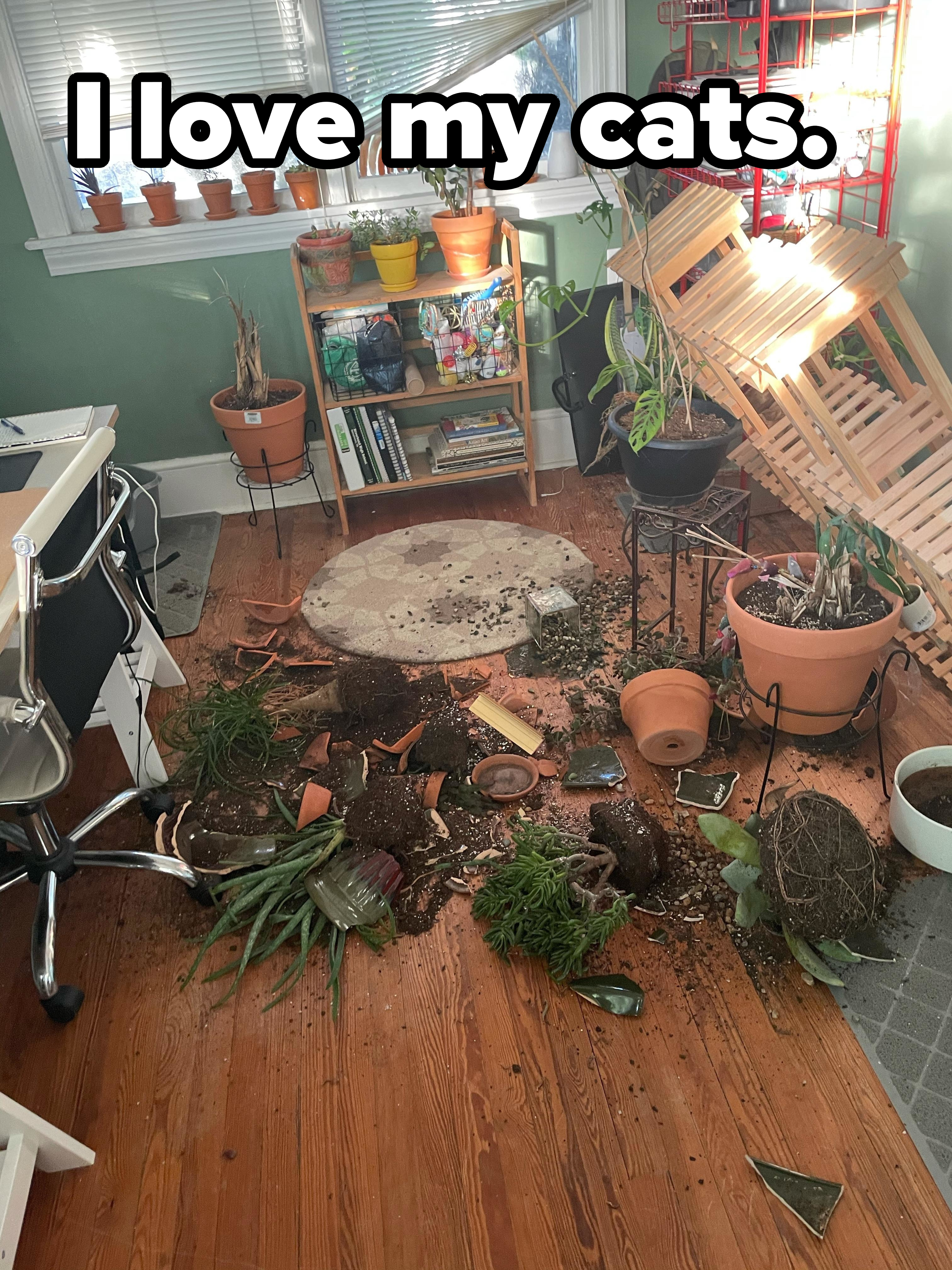 An array of house plants and their spilled soil all over a wood floor, with the caption &quot;I love my cats&quot;