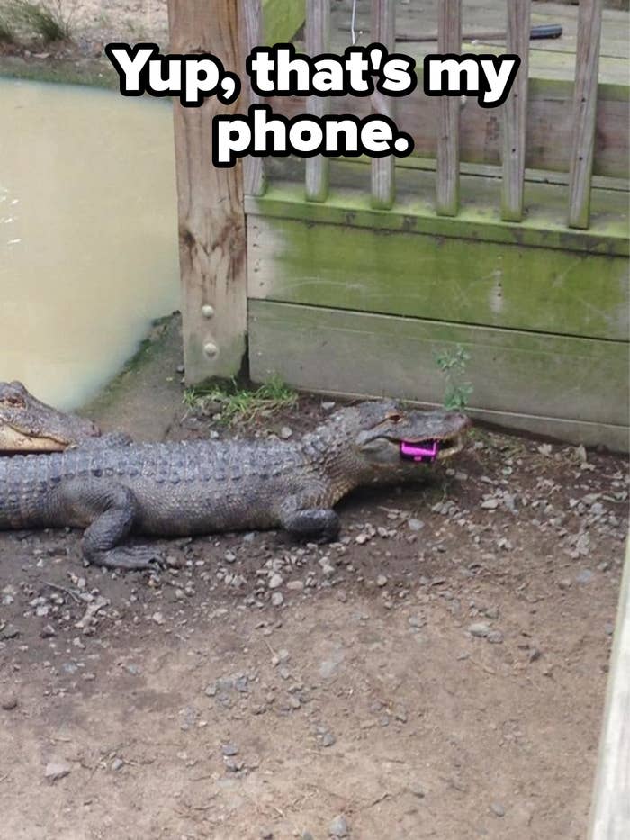 A cellphone inside an alligator&#x27;s mouth