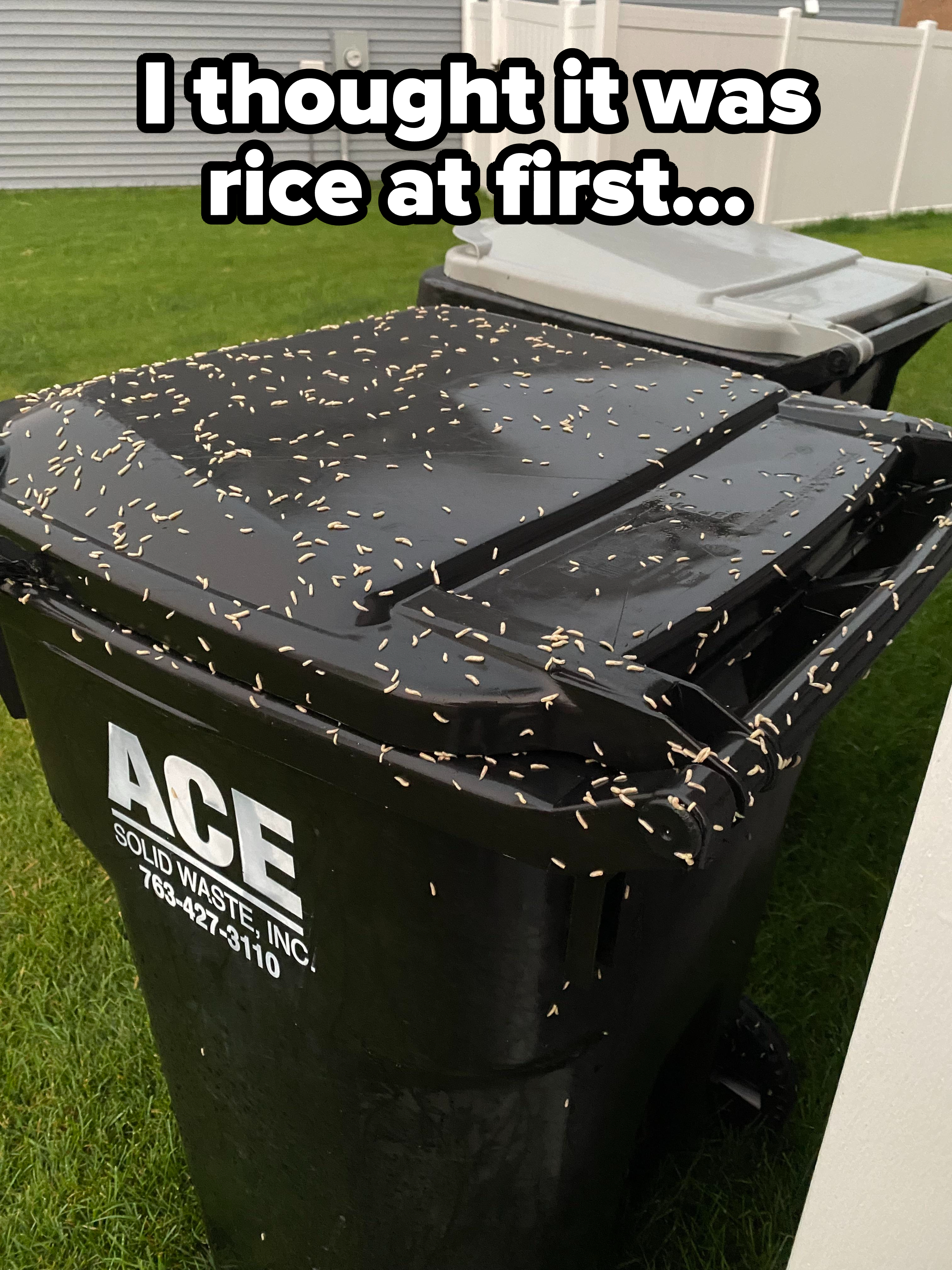 A large trash can on the grass with an infestation of what looks like small maggots all over the top, with the caption &quot;I thought it was rice at first&quot;