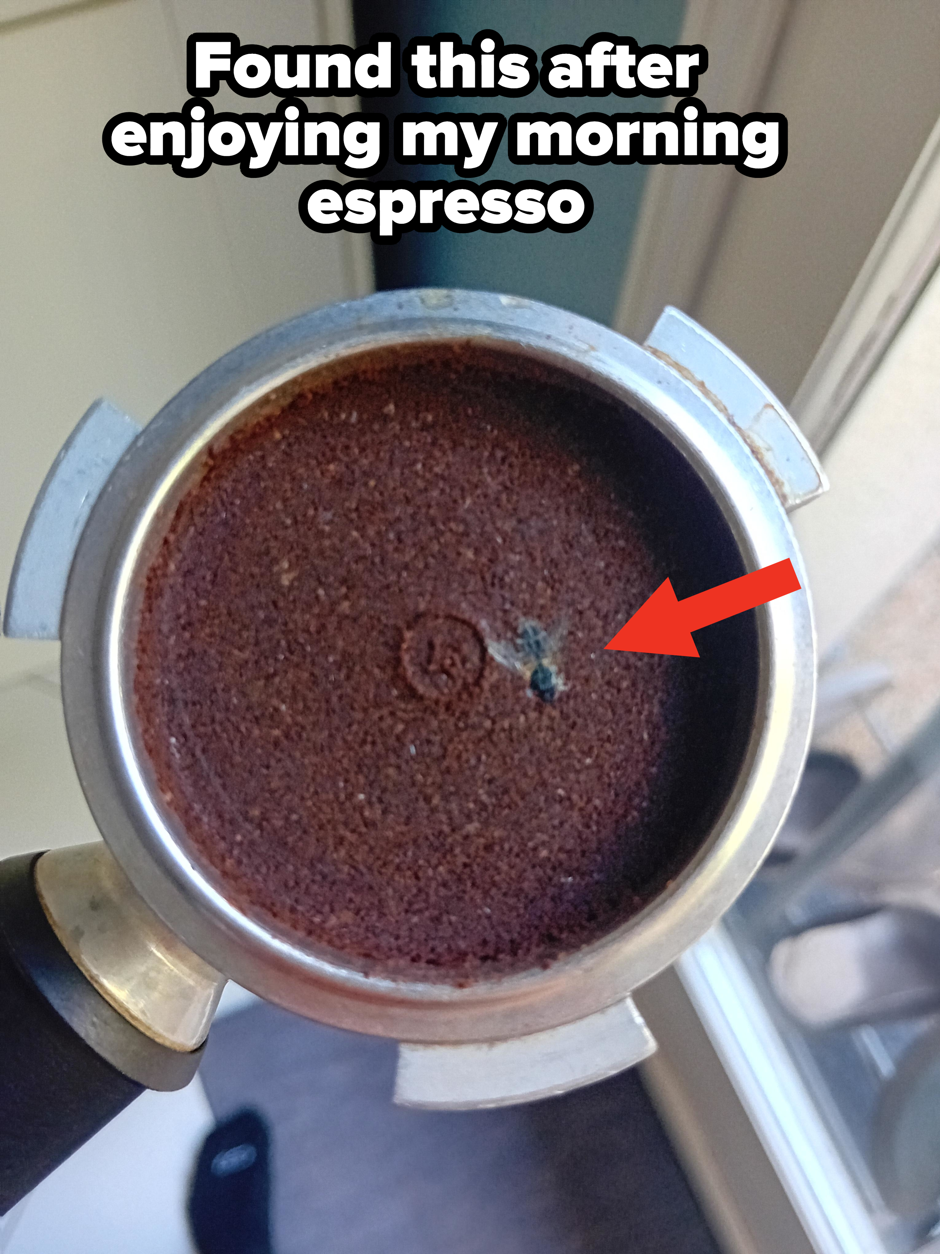 An insect in coffee grinds