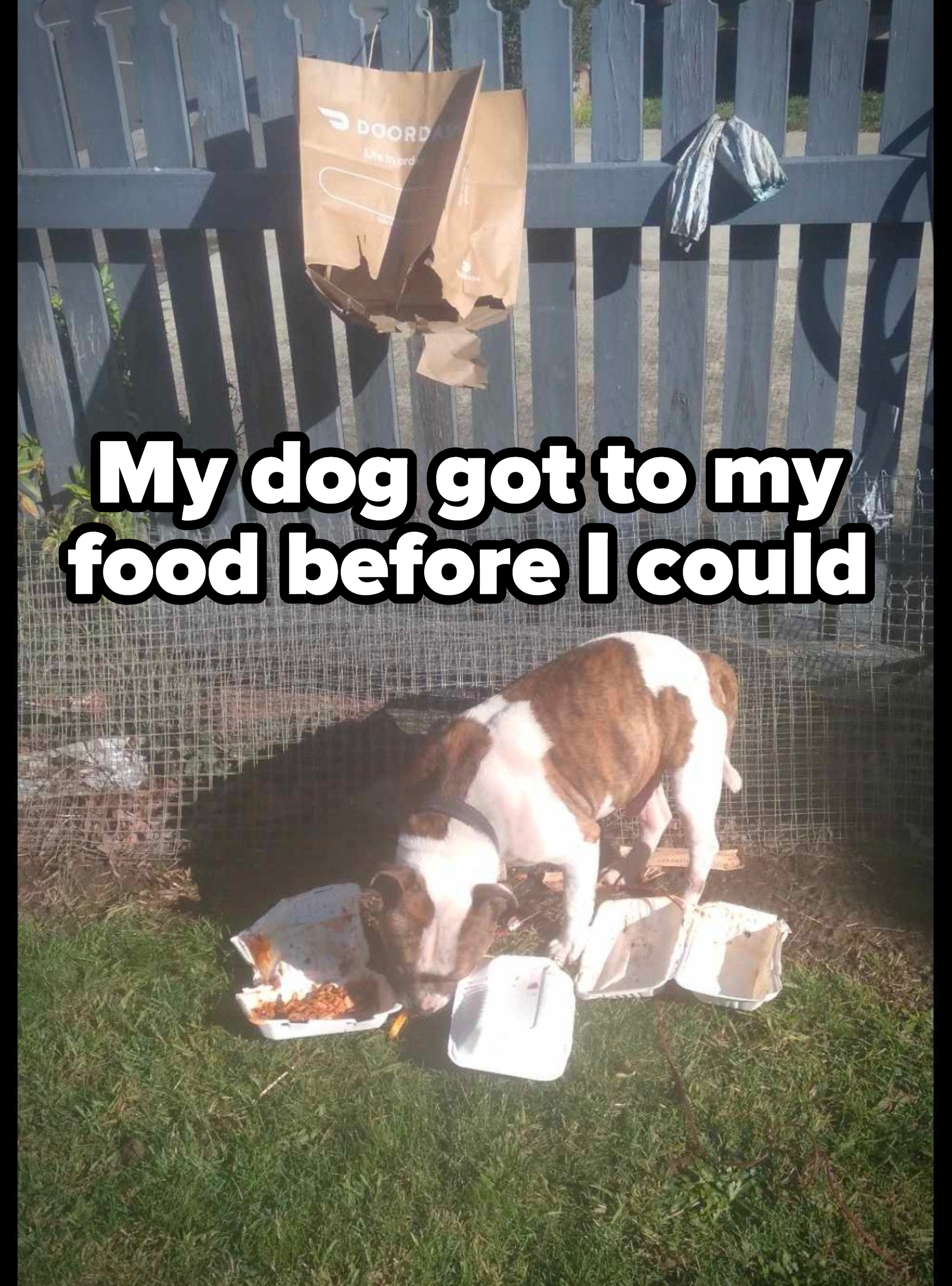 A DoorDash paper bag with a hole in the bottom hanging from a fence, and a dog eating the remnants of a takeout order on the grass below, with the caption &quot;My dog got to my food before I could&quot;