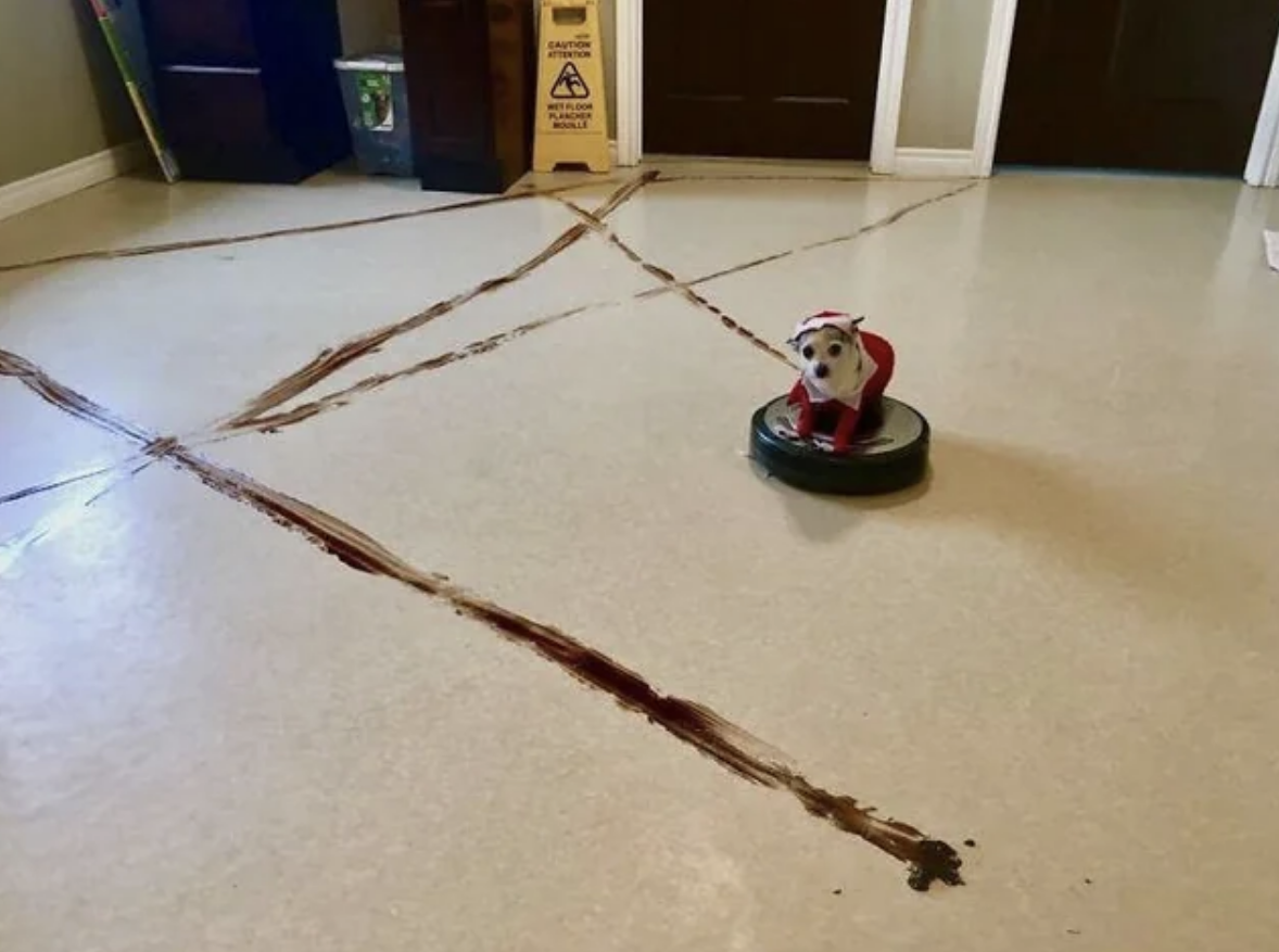 dog on top of a roomba smearing its poop everywhere