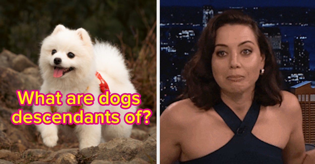 Dog Trivia Quiz Dog Trivia Quiz