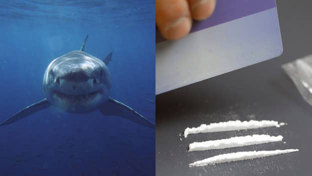 a shark and three lines of cocaine