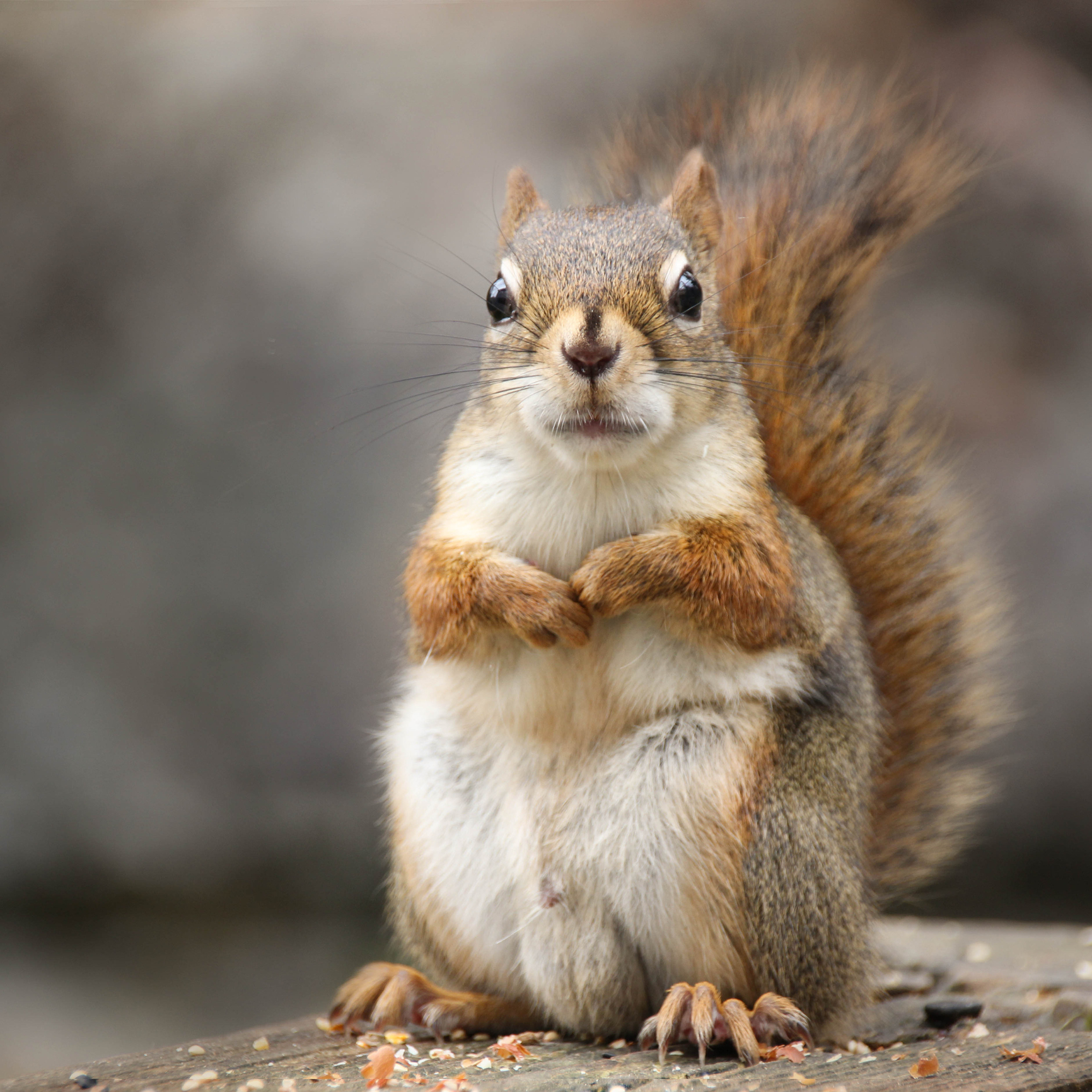 Closeup of a squirrel