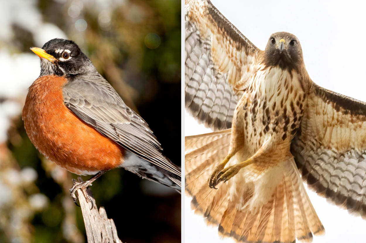 Side-by-side of a robin and a hawk