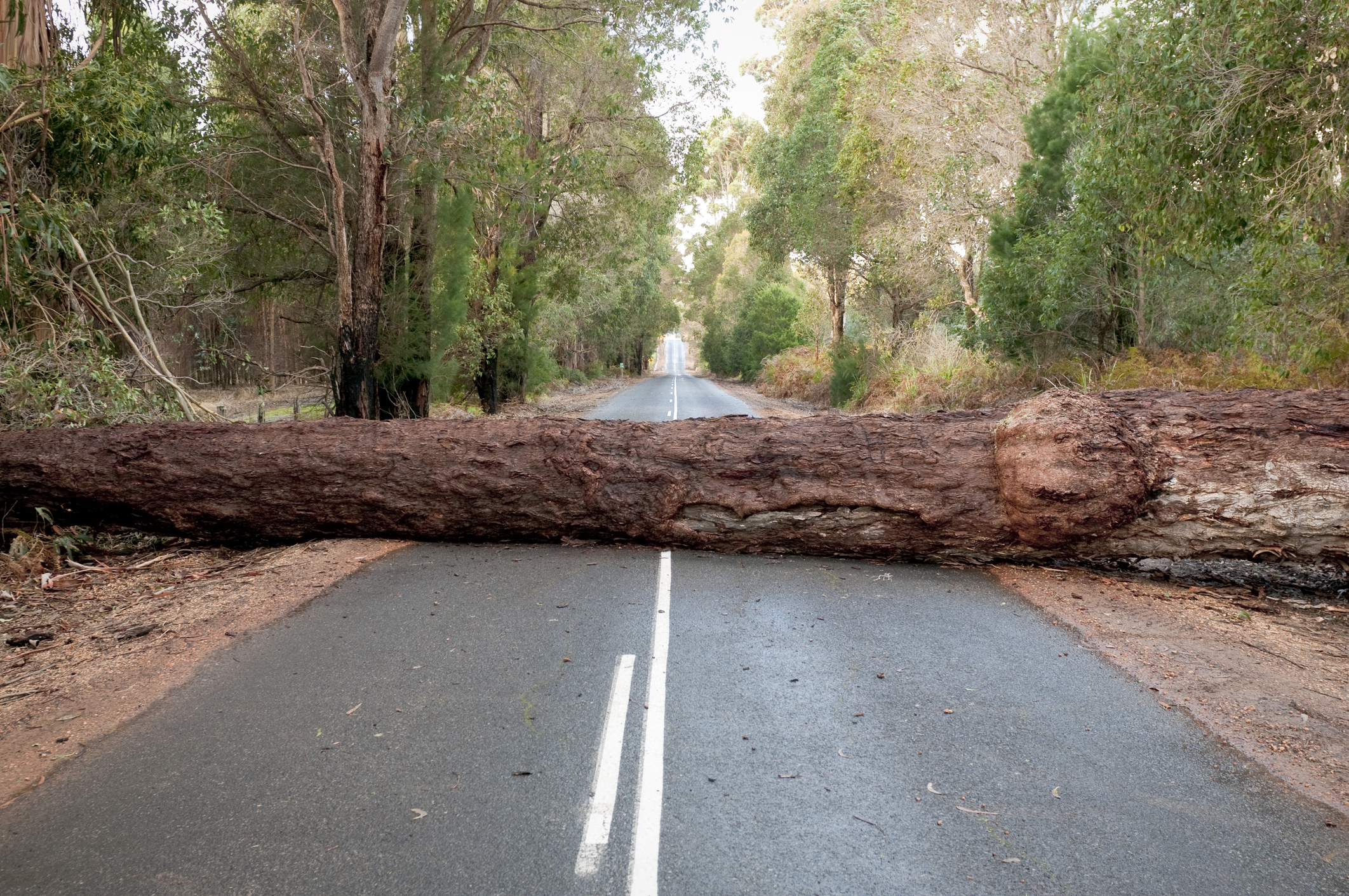 A fallen tree in the road