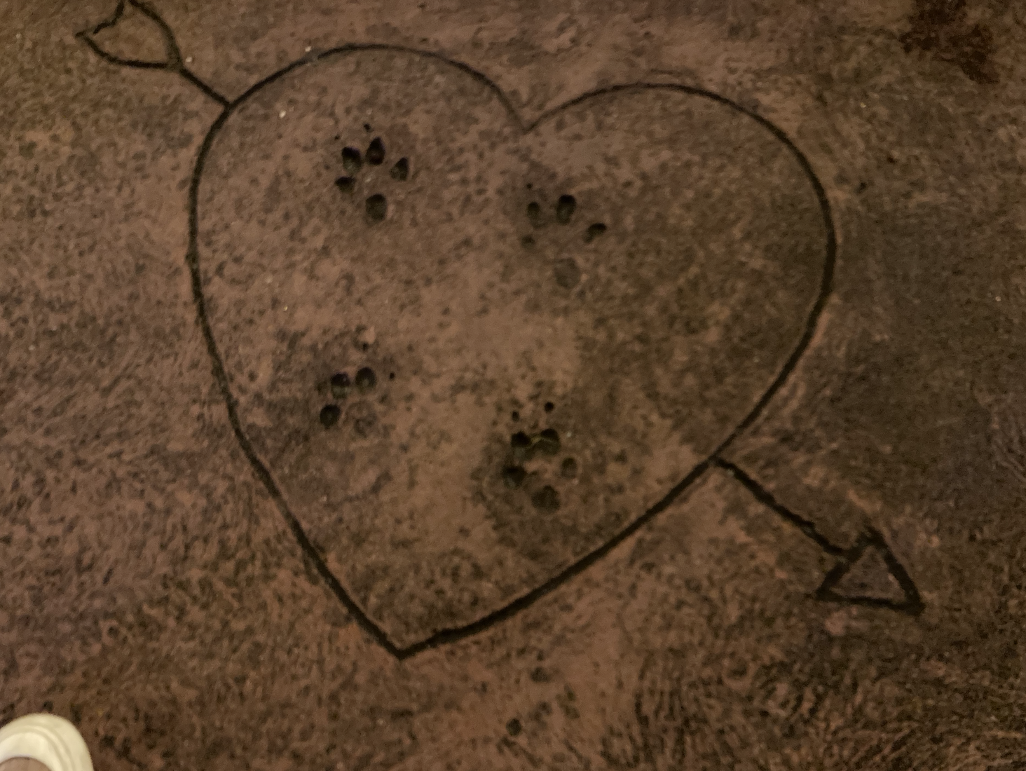 A heart surrounding paw prints