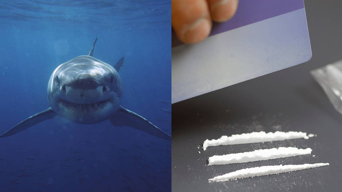 A fun way to pass the time is to imagine a shark attempting to snort such a drug.