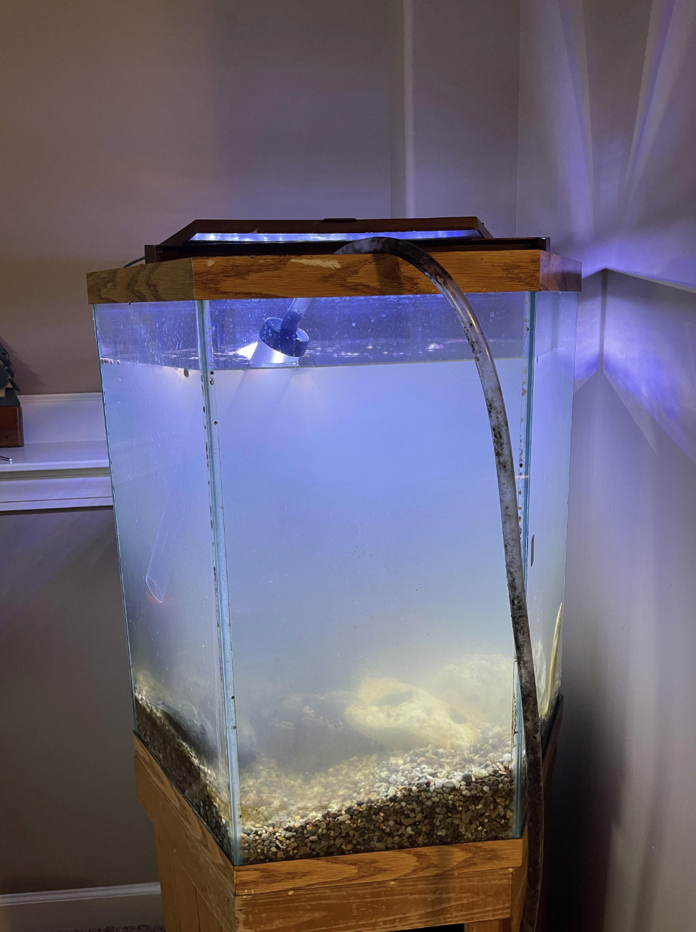 A dirty fish tank