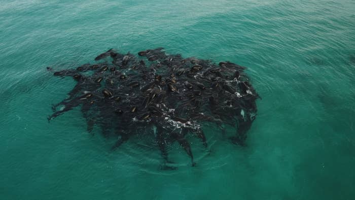 whales in huddle