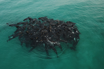 whales in huddle