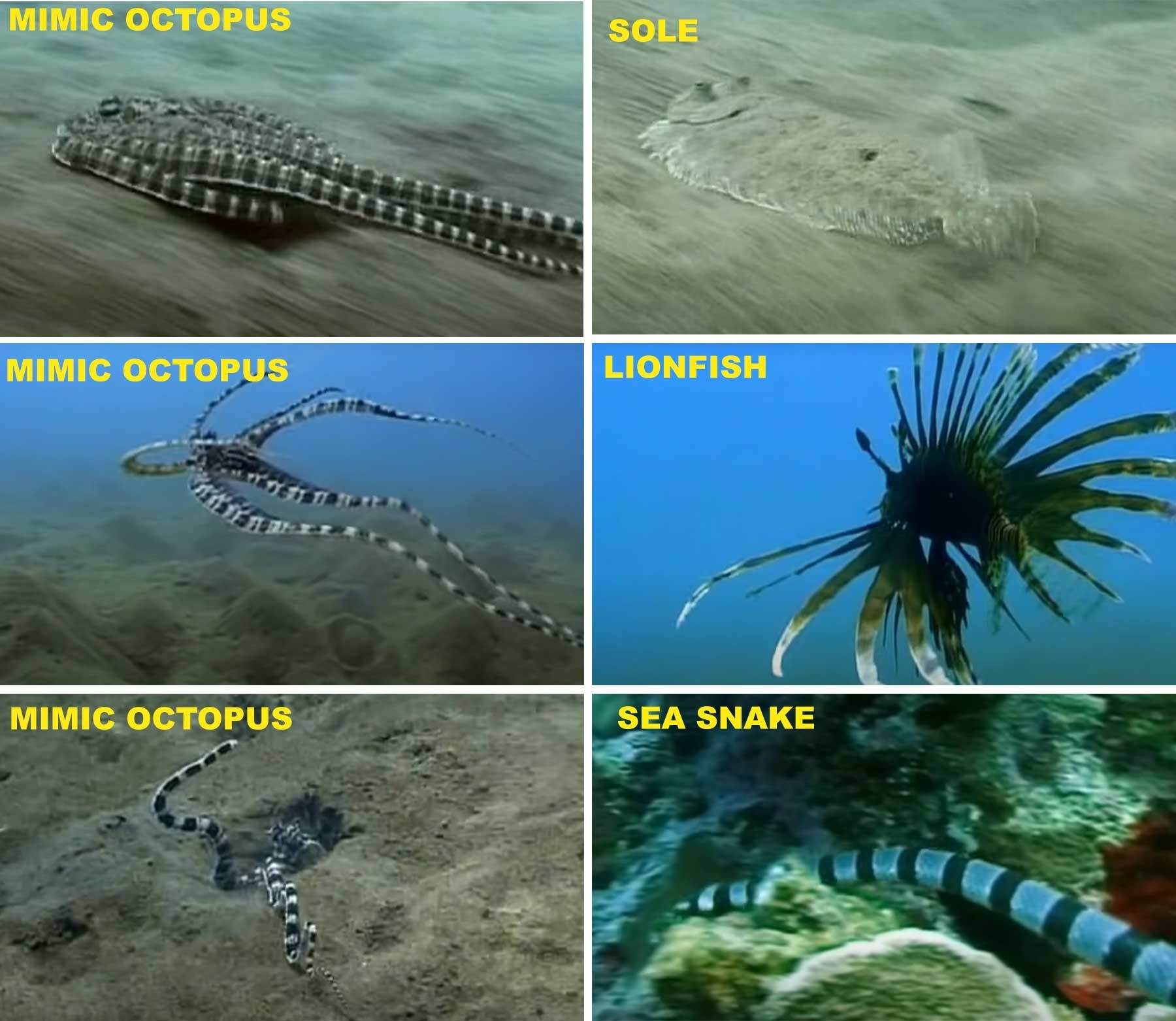 the octopus mimicking a sea snake, a lionfish, and more