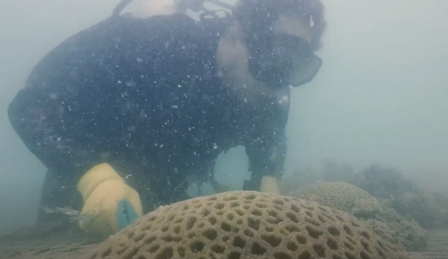 scientist underwater with a reef