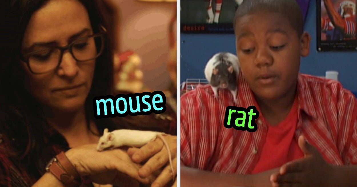 Are You A Mouse Or A Rat Quiz