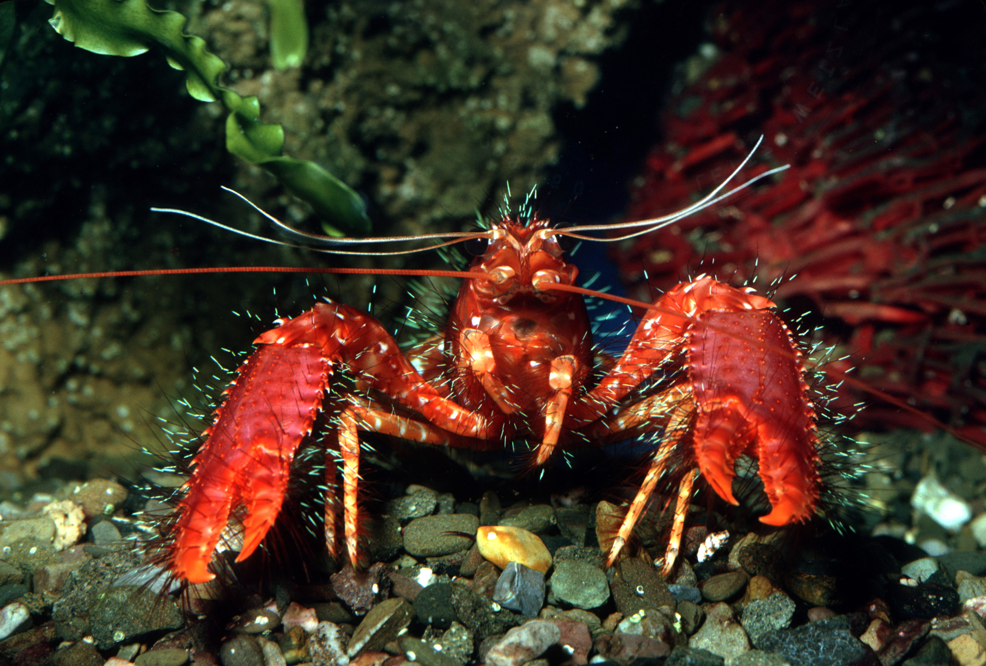 closeup of a lobster under water
