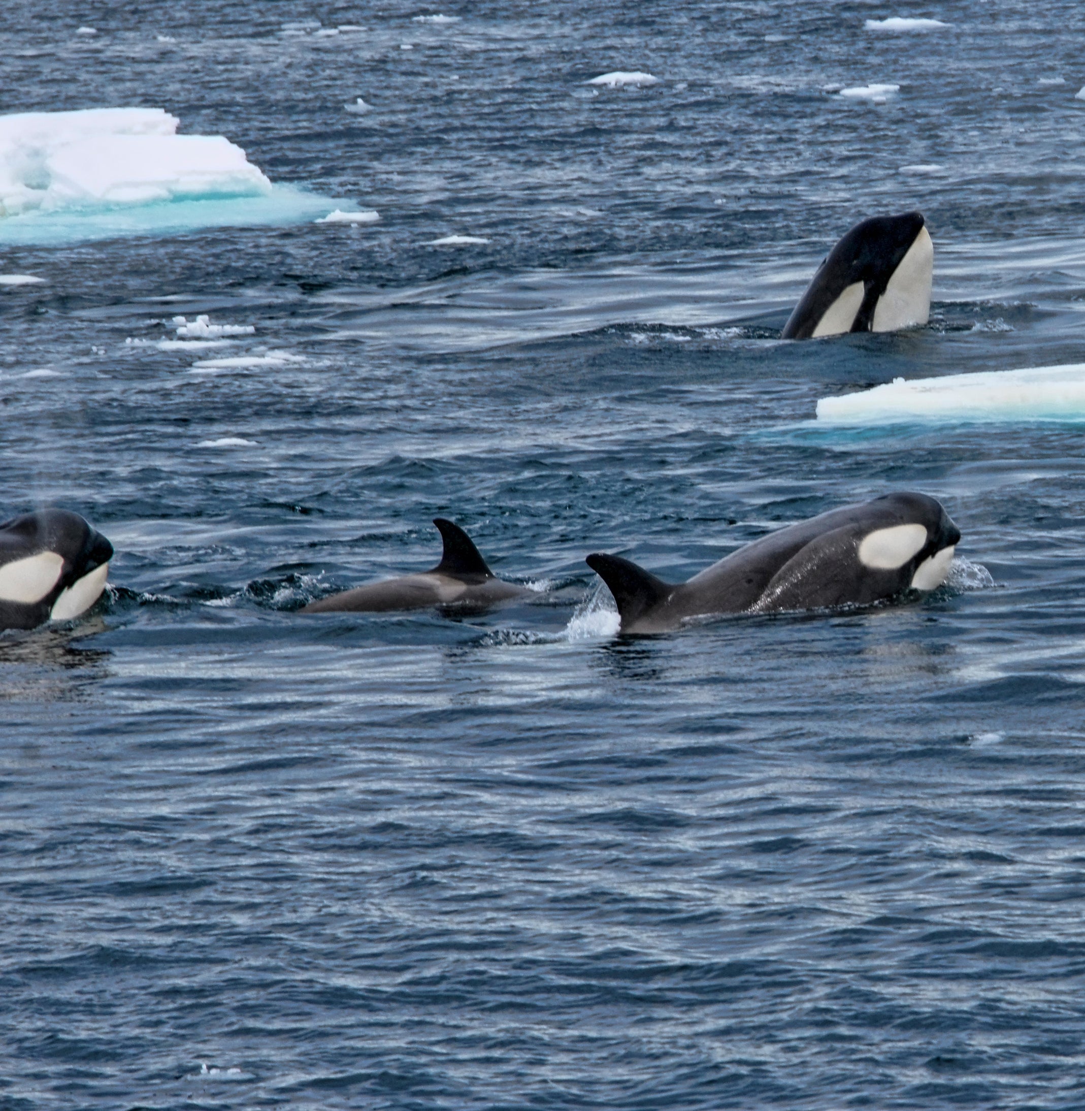 orcas at the surface
