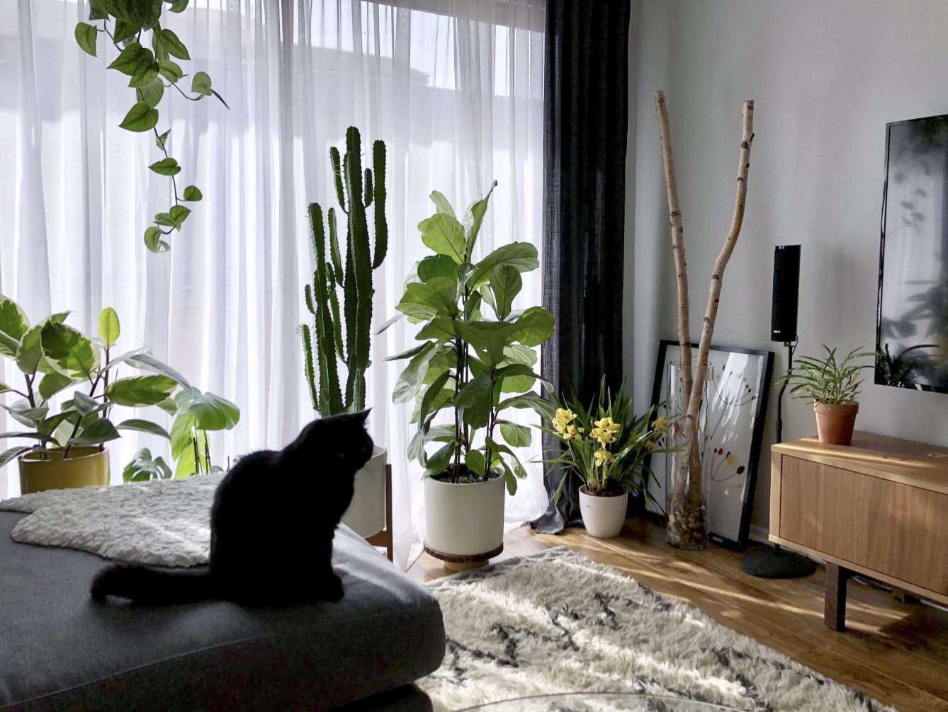 Room decorated with plants and cacti