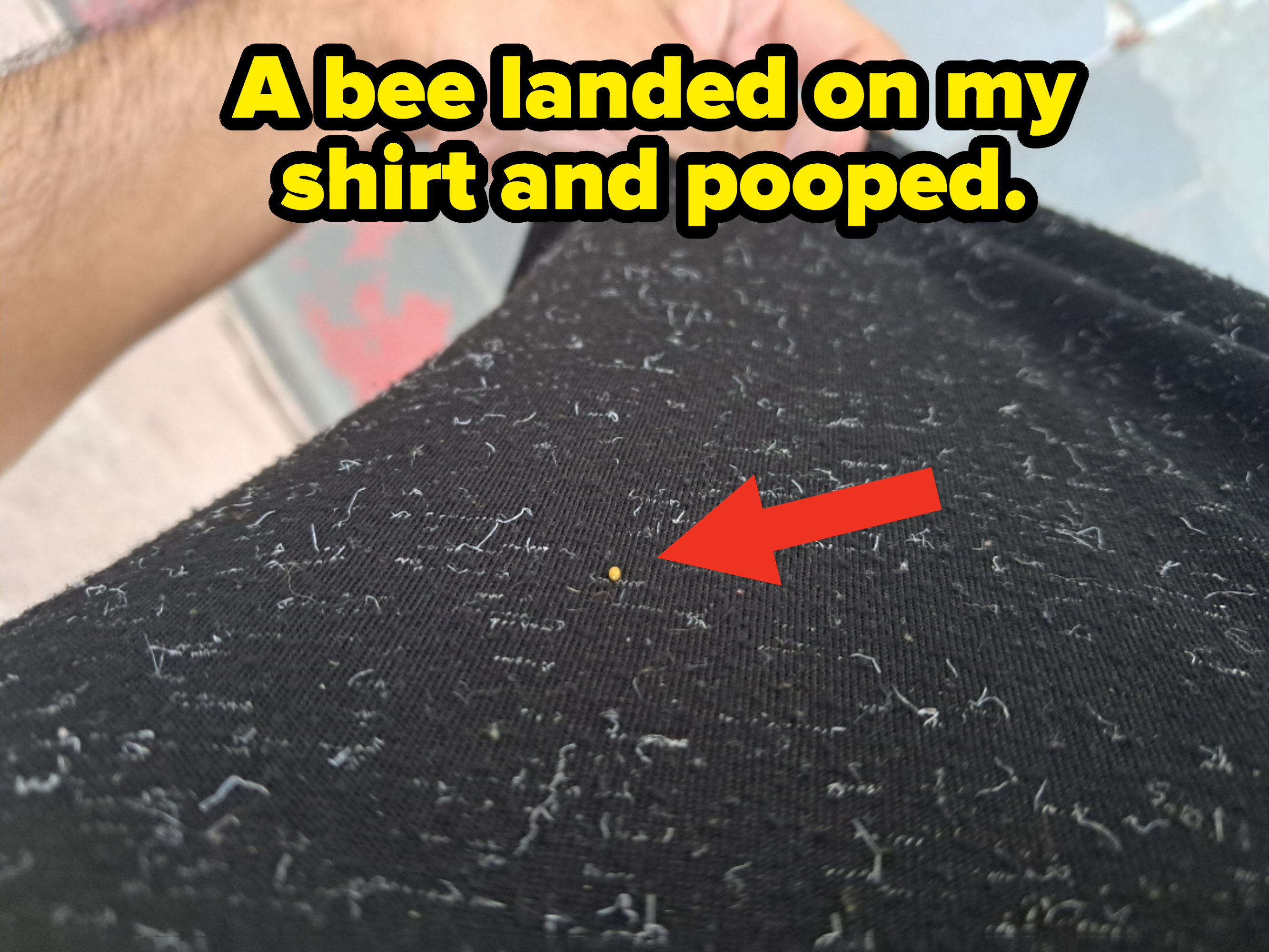 bee landed on a shirt and pooped
