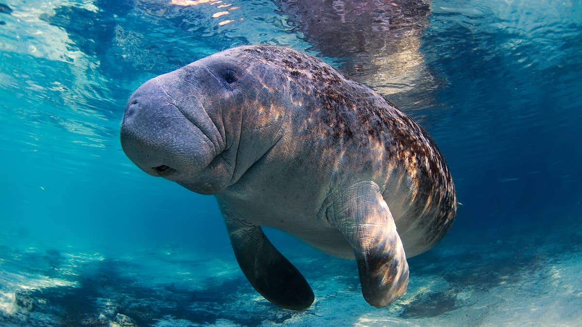 Manatee at Florida Aquarium Dies of Traumatic Sex Injury | Complex