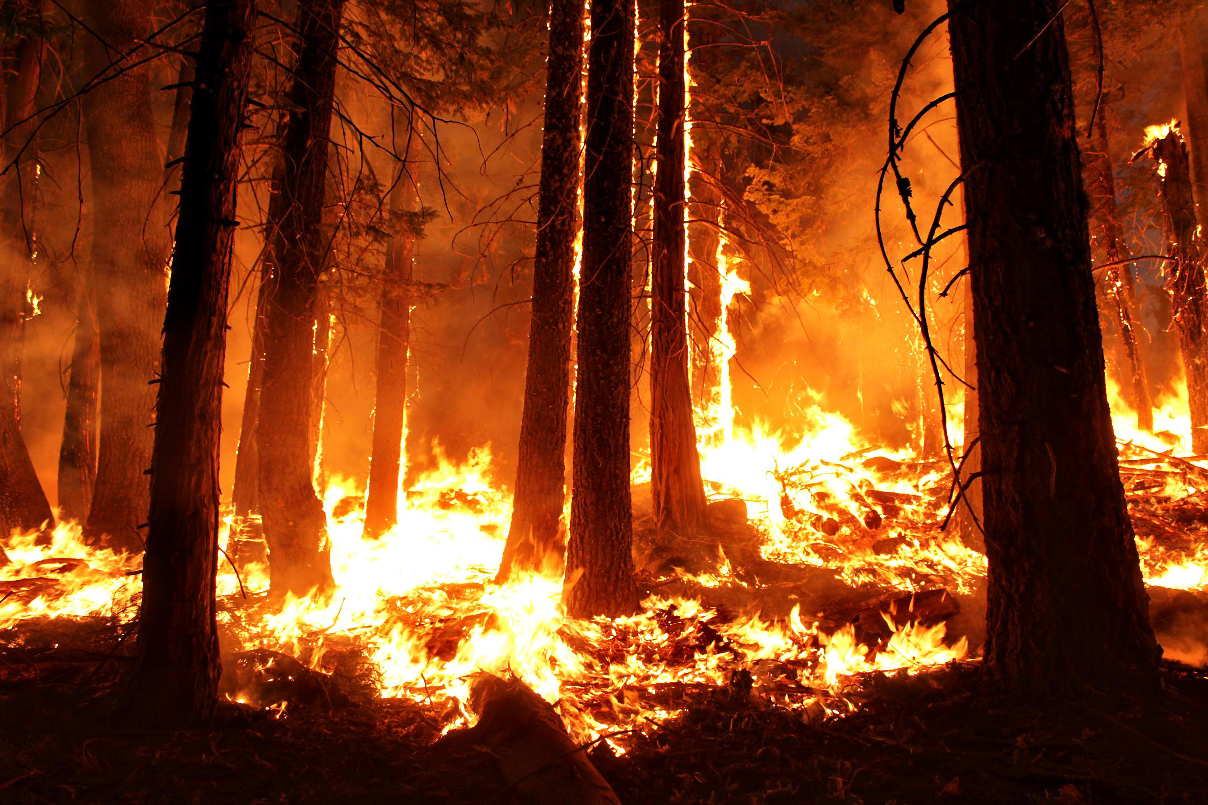 tress burn in a wild fire