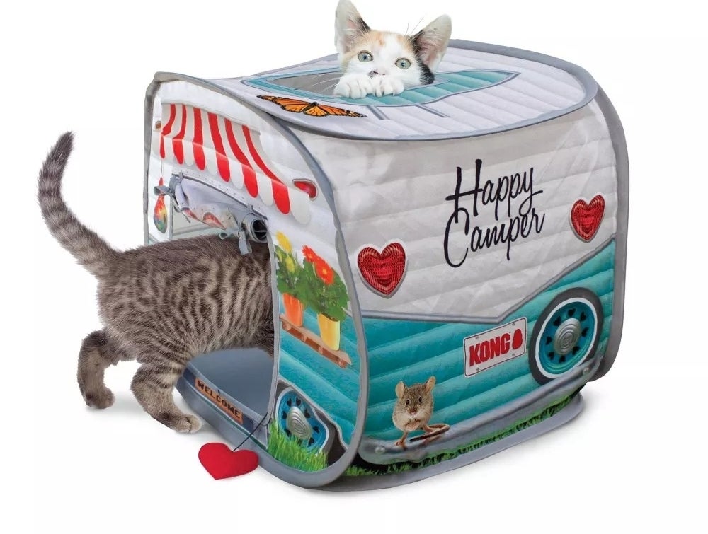 Cats in a play camper