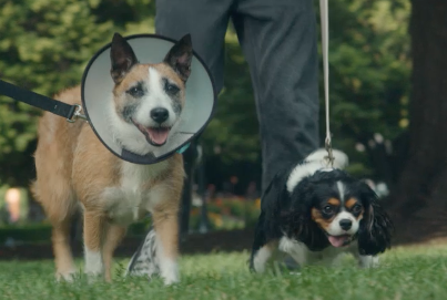 Two dogs happily walking together