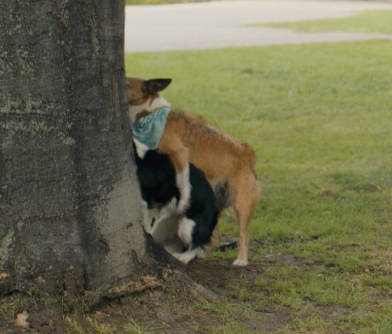 Two dogs humping behind a tree