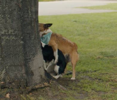 Two dogs humping behind a tree