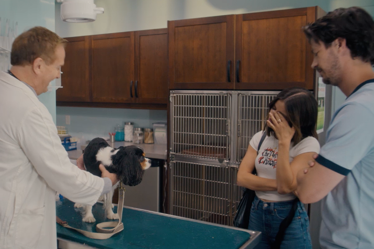 A dog is examined at a vet office