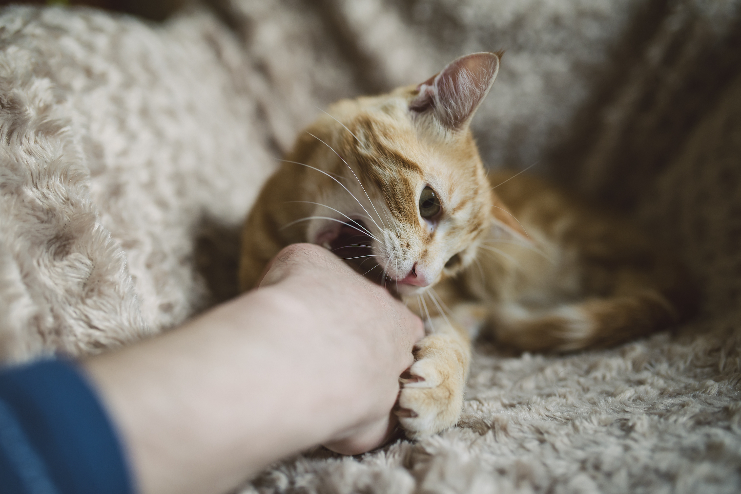 A cat biting its owner