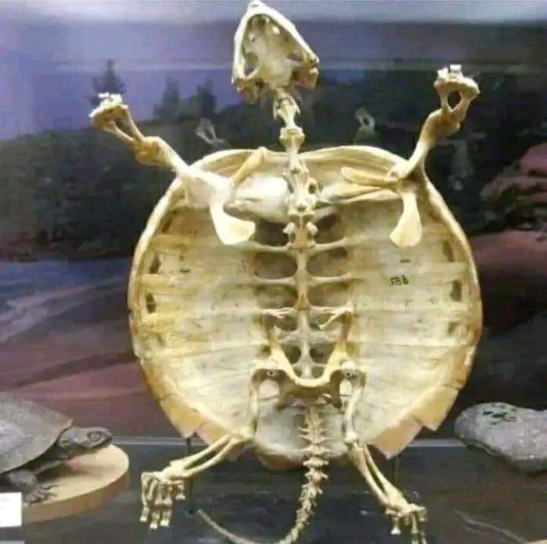 The skeleton, including the tail, extending into the shell on top of it