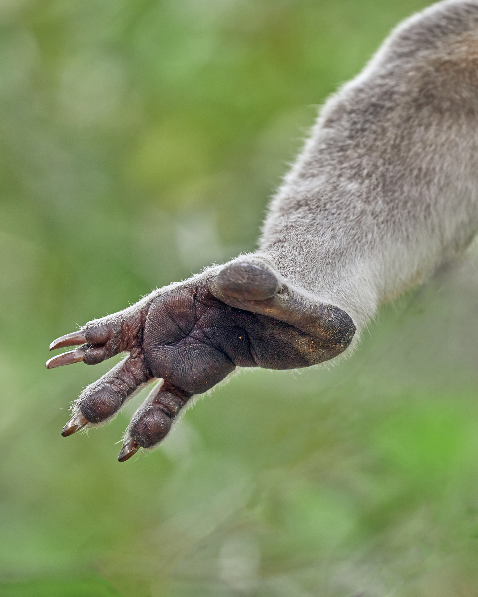 The padding underside of a koala&#x27;s paw, with long fingernails
