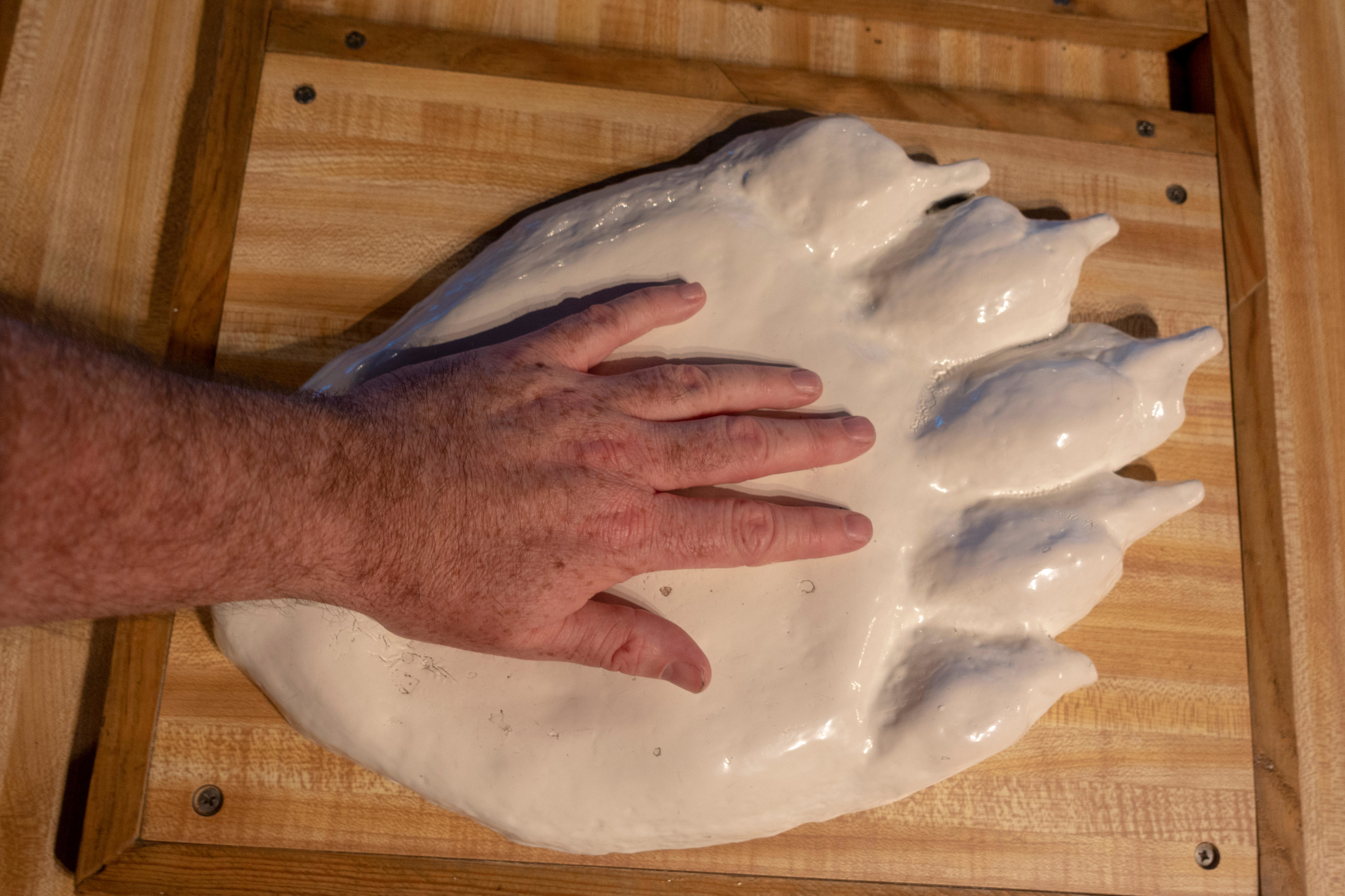 A man&#x27;s hand on top of the impression of a much larger bear footprint