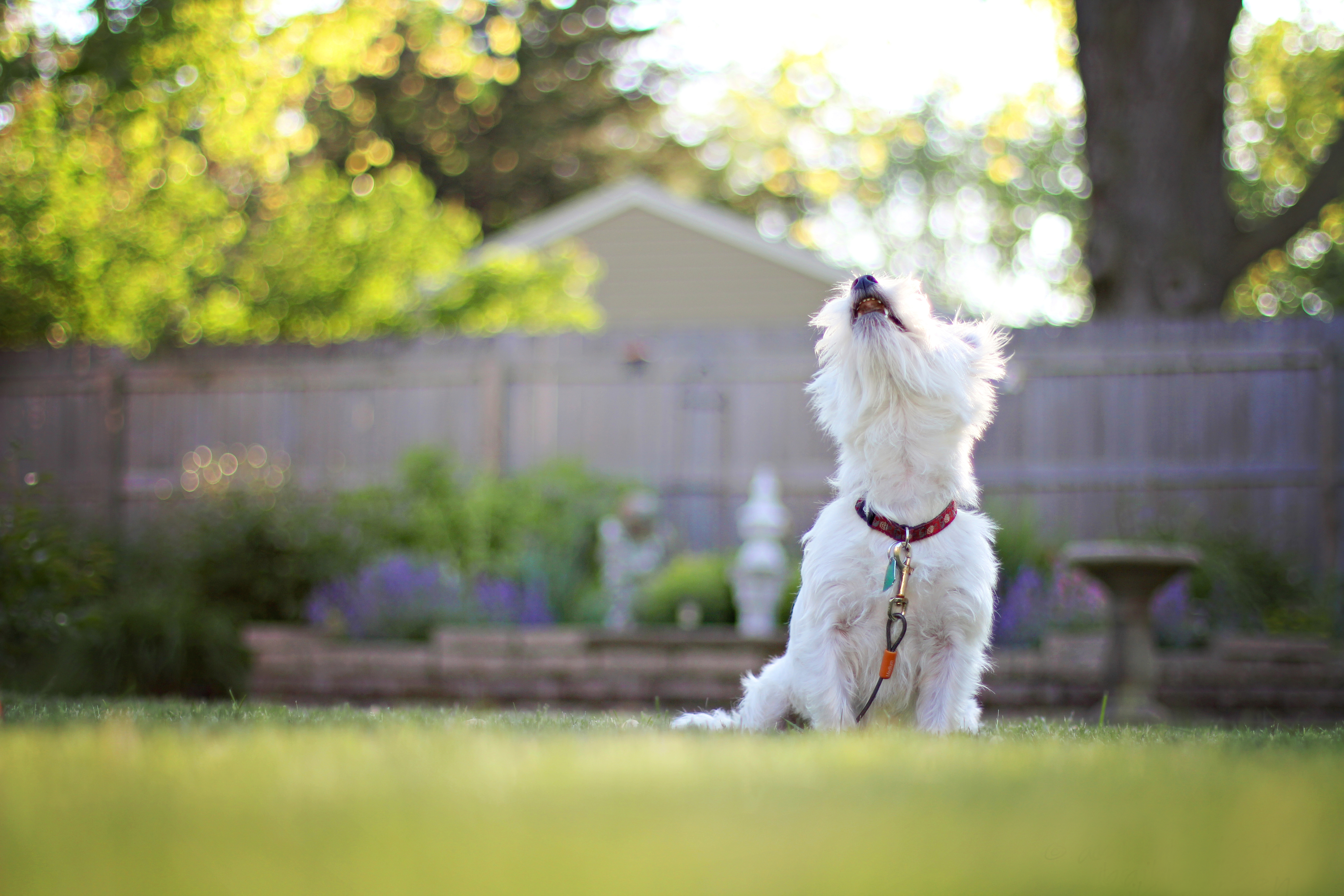 A dog barking outside