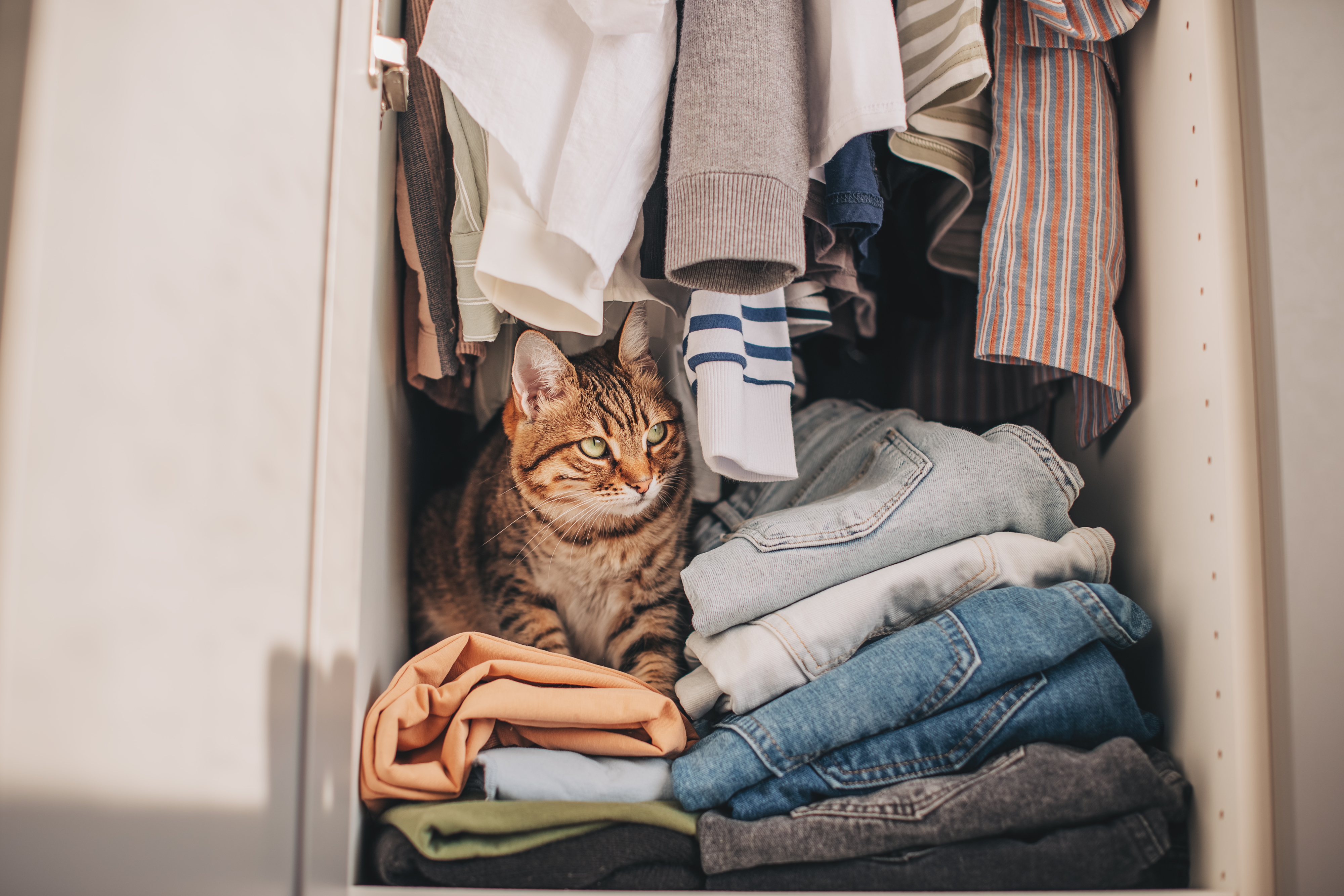 A cat sitting in a closet with clothing