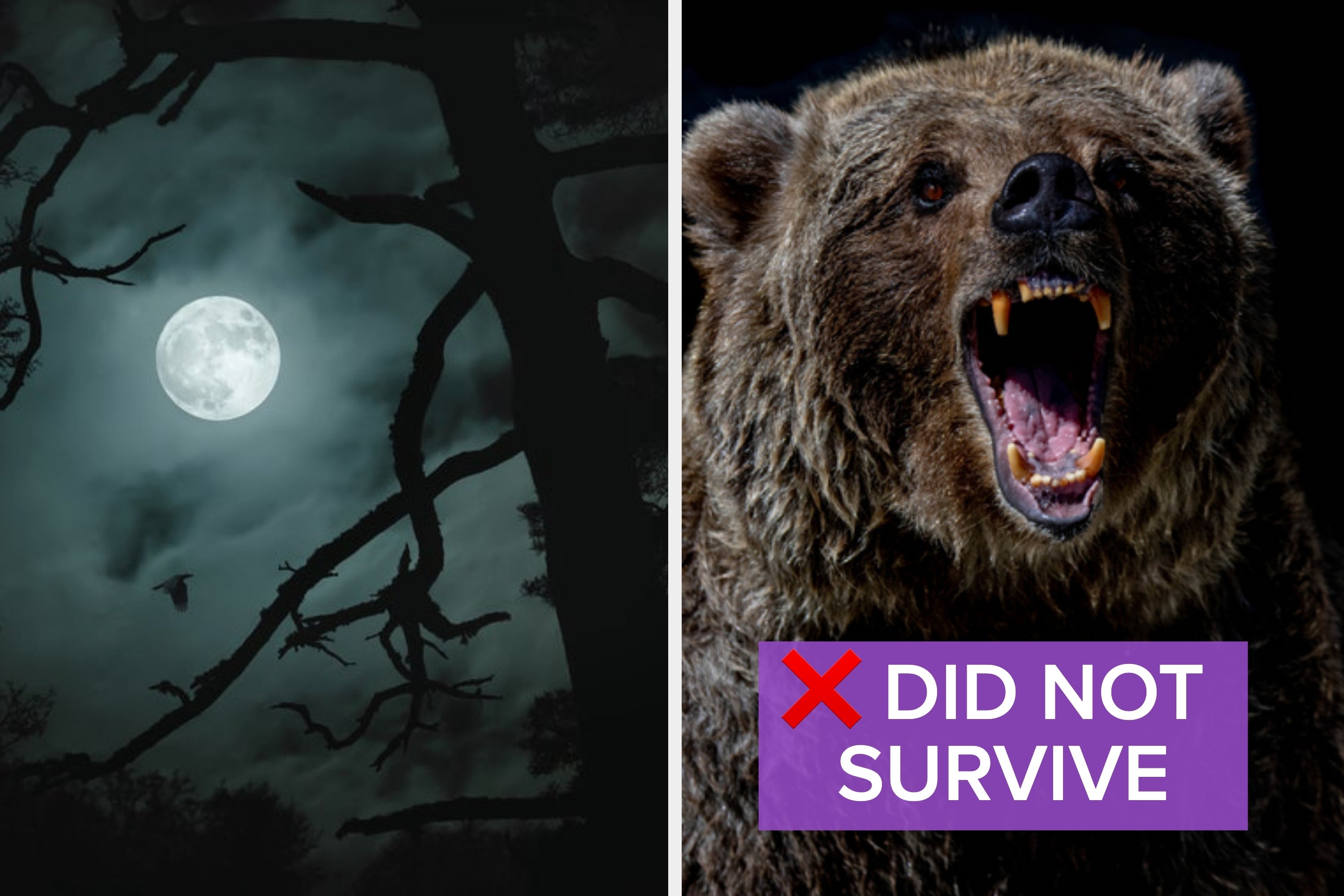 On the left, a full moon above the forest, and on the right, a bear roaring with did not survive typed under its mouth