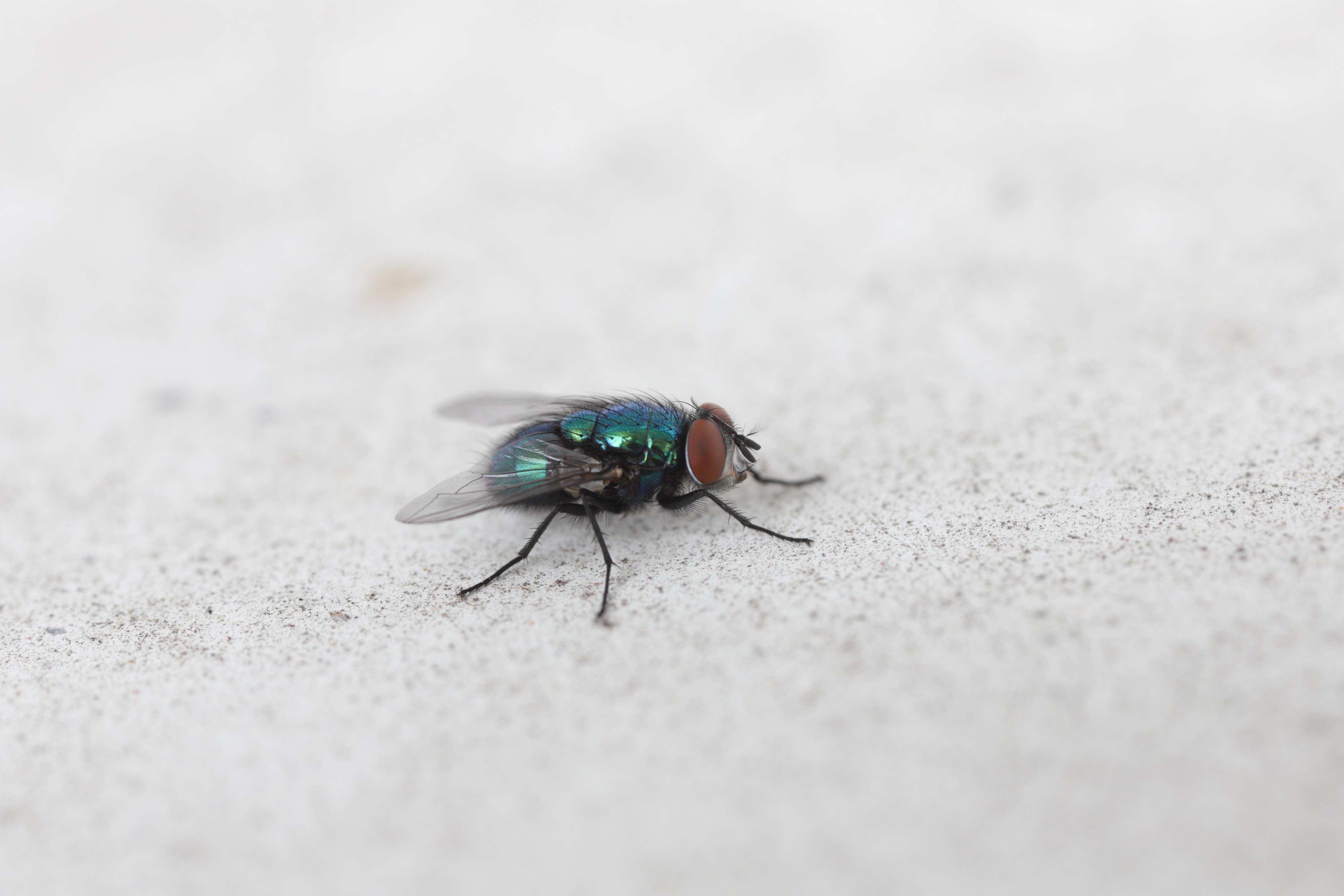 Common green bottle fly (blow fly, Lucilia sericata).