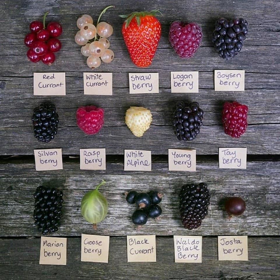 a photo of a red currant, white currant, strawberry, logan berry, boysenberry, silvan berry, raspberry, white alpine berry, young berry, tay berry, marion berry, goose berry, black currant, waldo black berry and josta berry