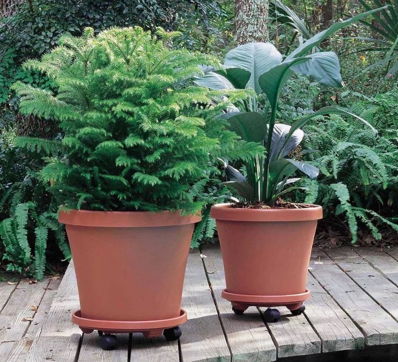Two large planters on top of the plant caddies