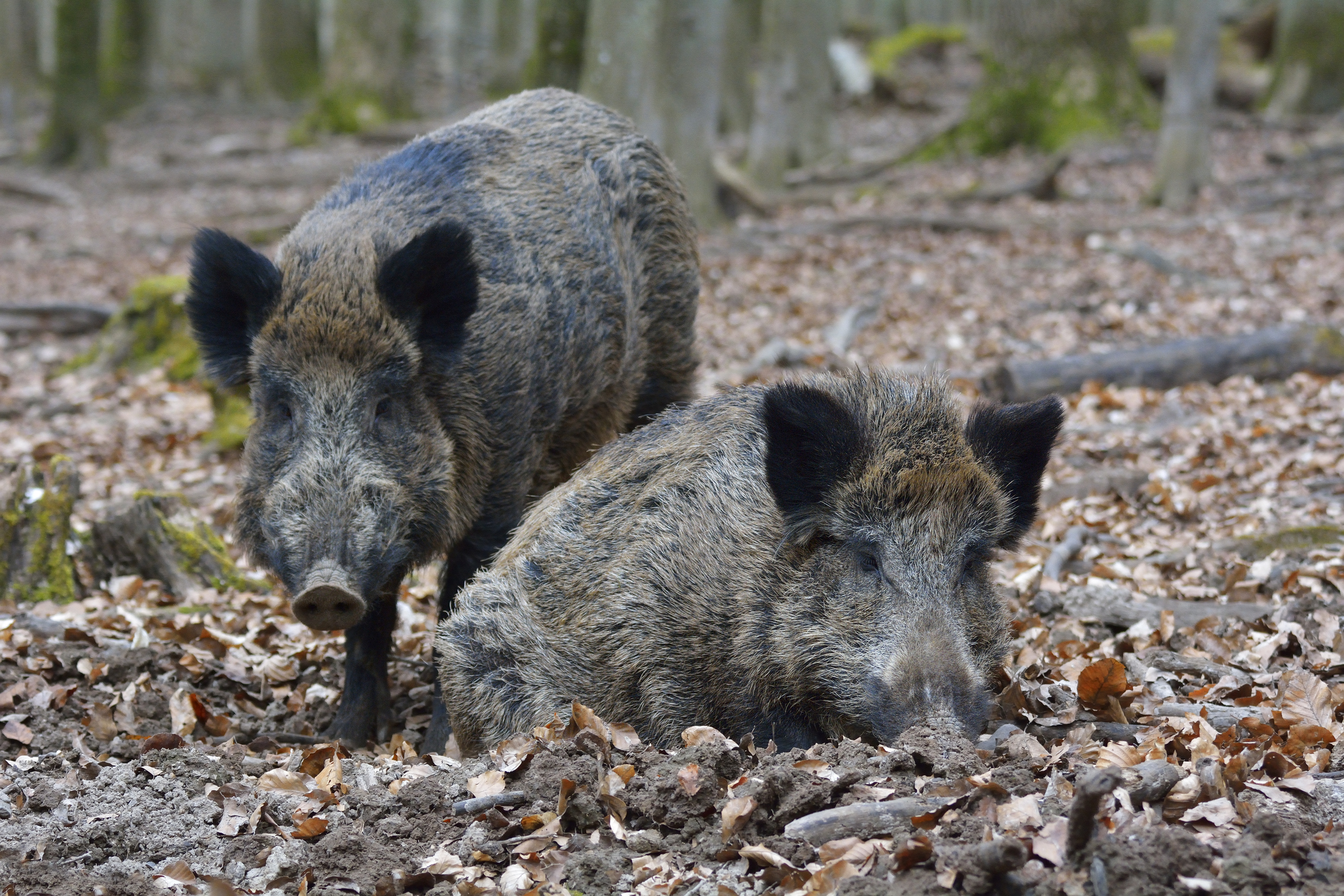 Two wild boars in the woods